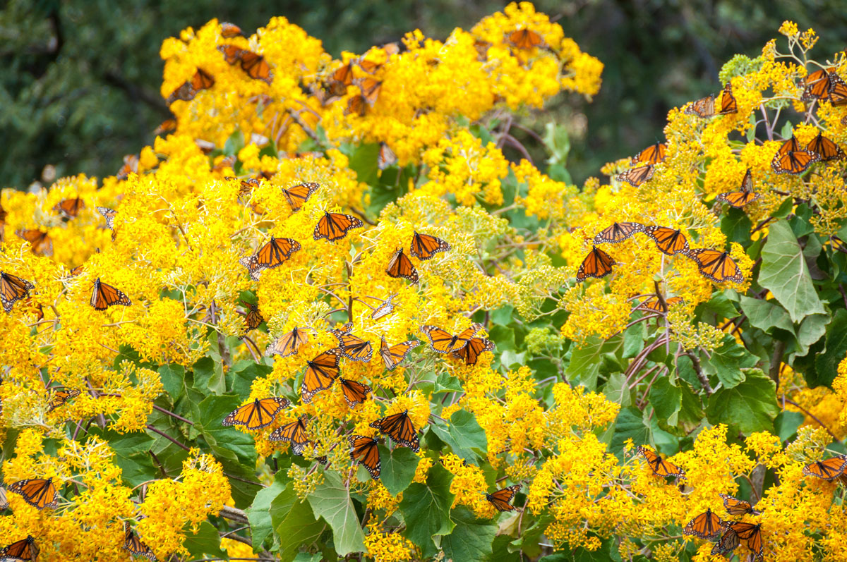 MEX_Monarch-Butterflies-©-AdobeStock_68782833.jpg