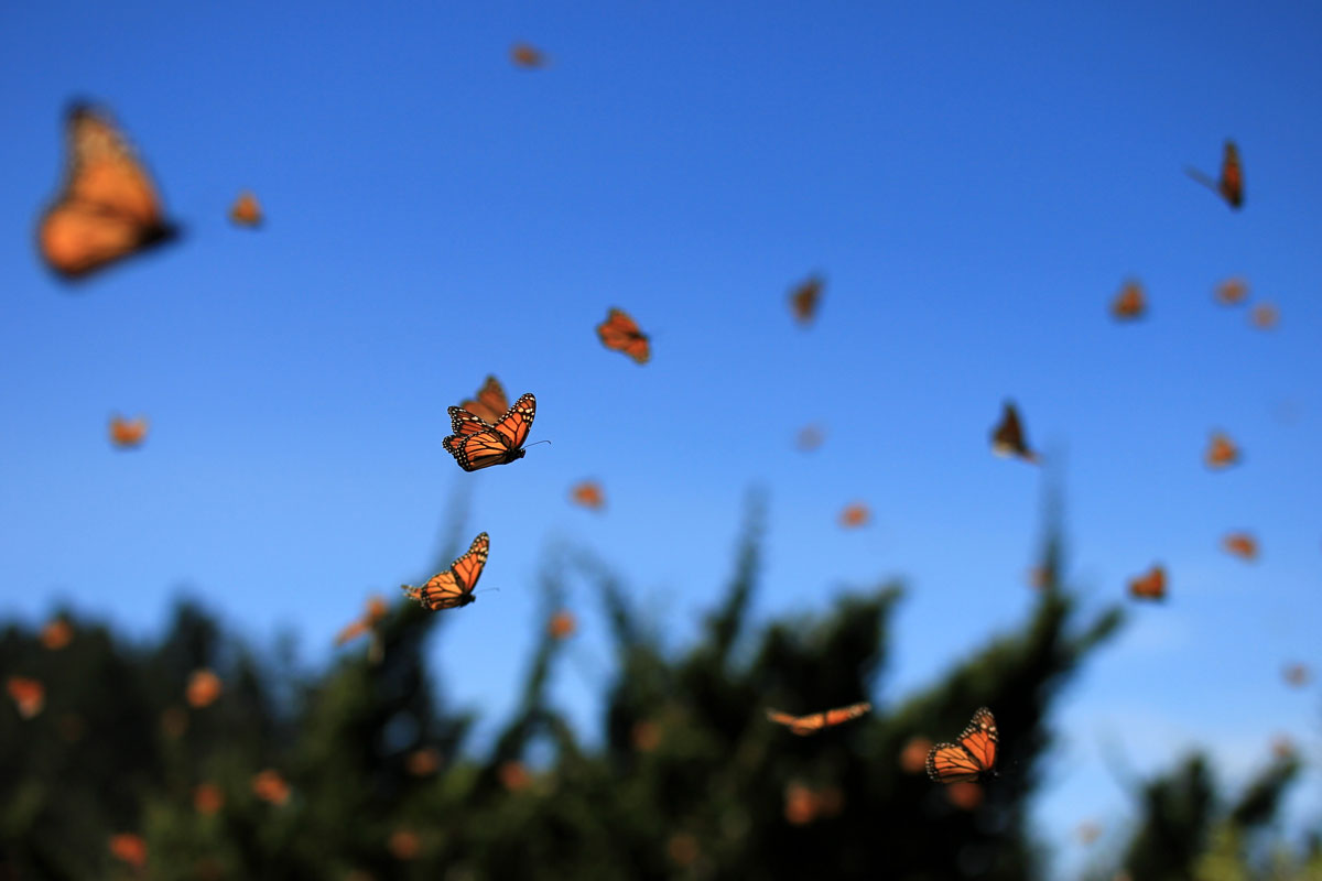 MEX_Monarch-Butterflies-©-AdobeStock_124942610.jpg