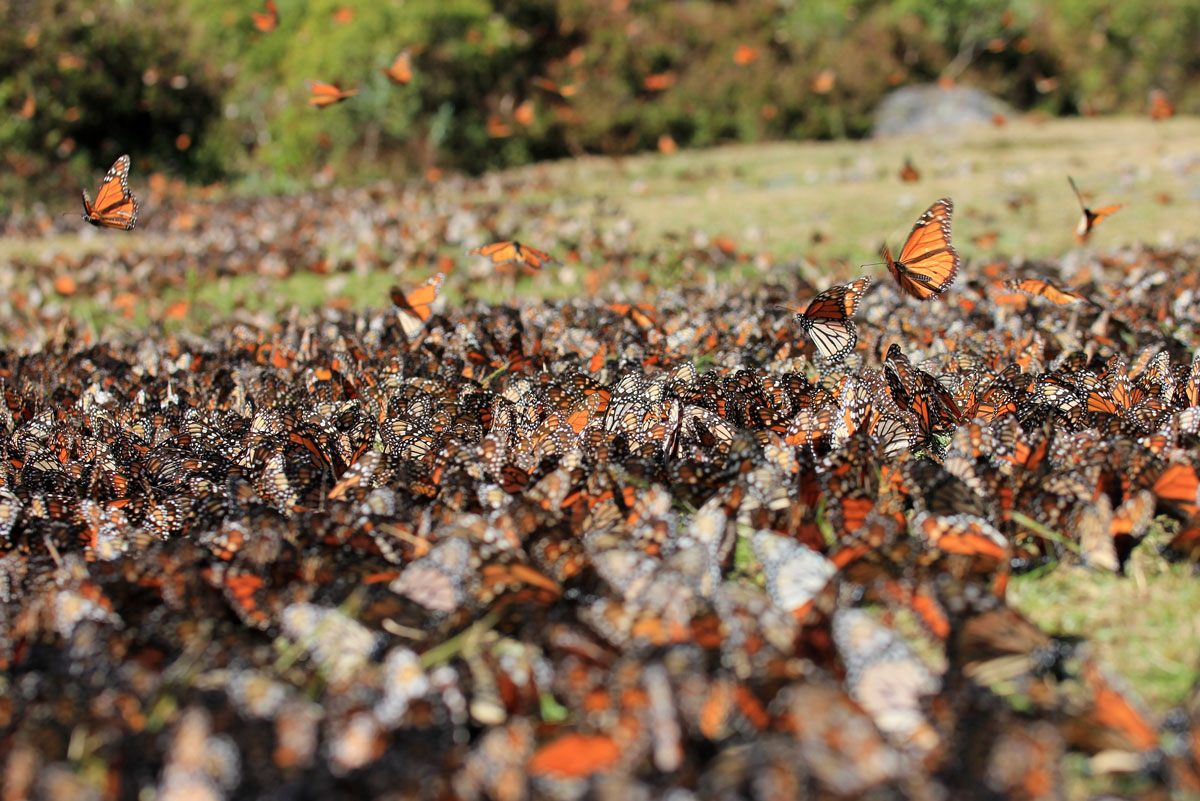 MEX_Monarch-Butterflies-©-AdobeStock_124935337.jpg