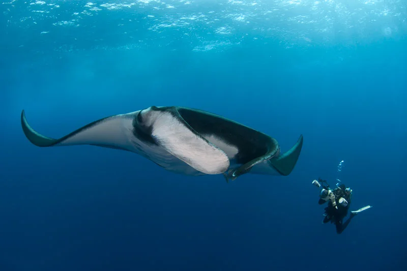 MEX_Soccorro-UW-Manta-w-Diver-©-Bonnie-Pelnar-001_800.jpg