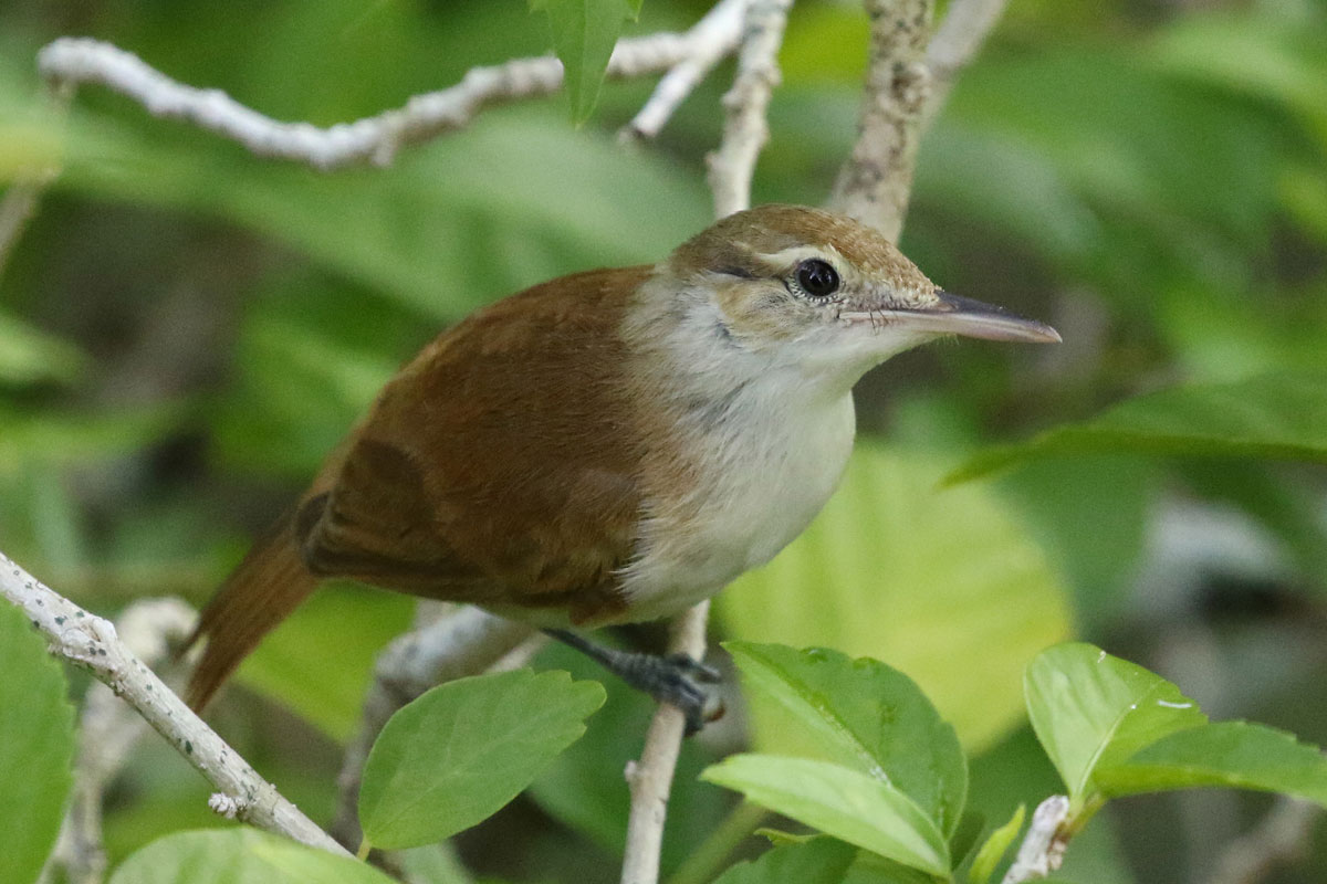 FSM_Chuuk-Caroline-Island-Reed-WarblerI-©-Ron-Leidich.jpg