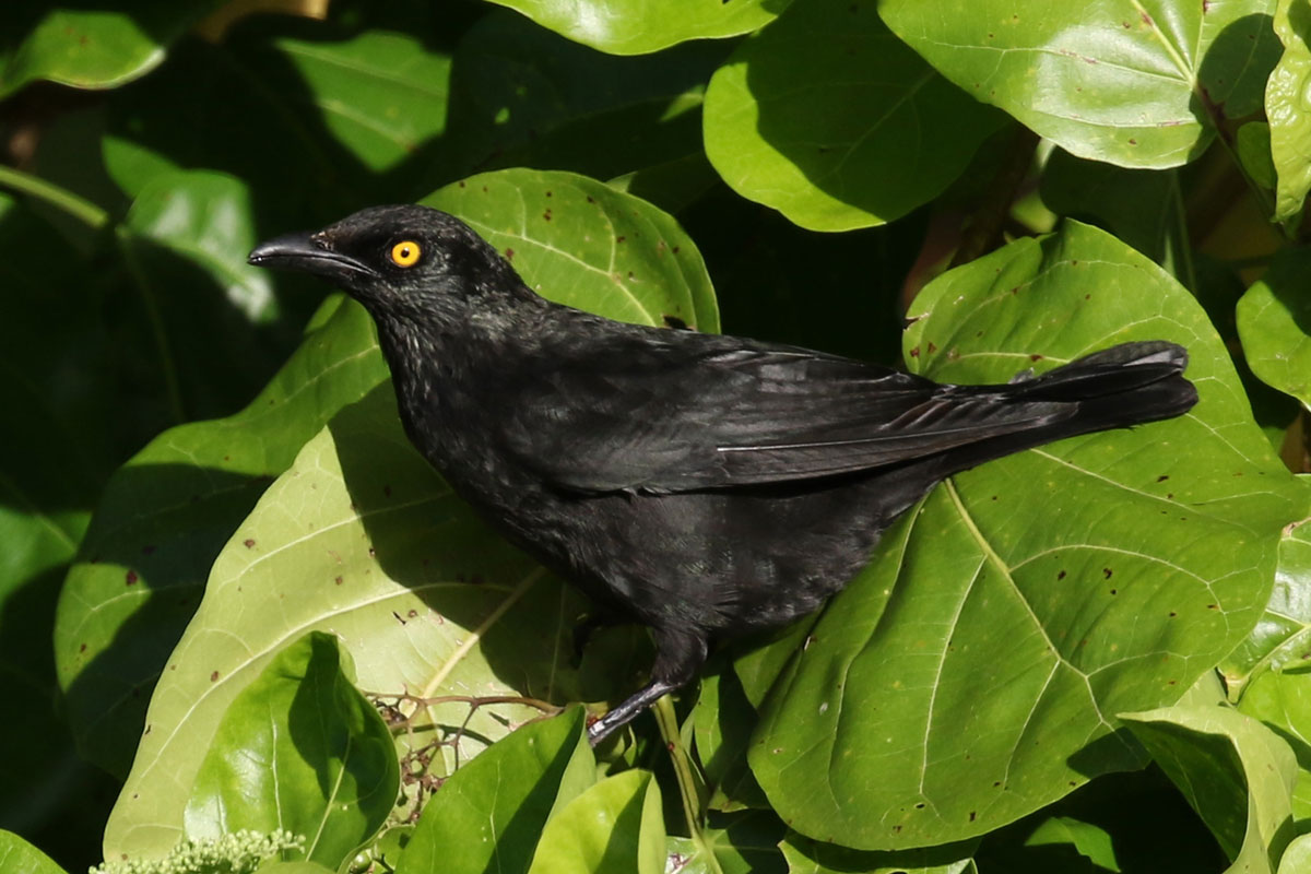 FSM_Chuuk-Micronesian-Starling-©-Ron-Leidich.jpg