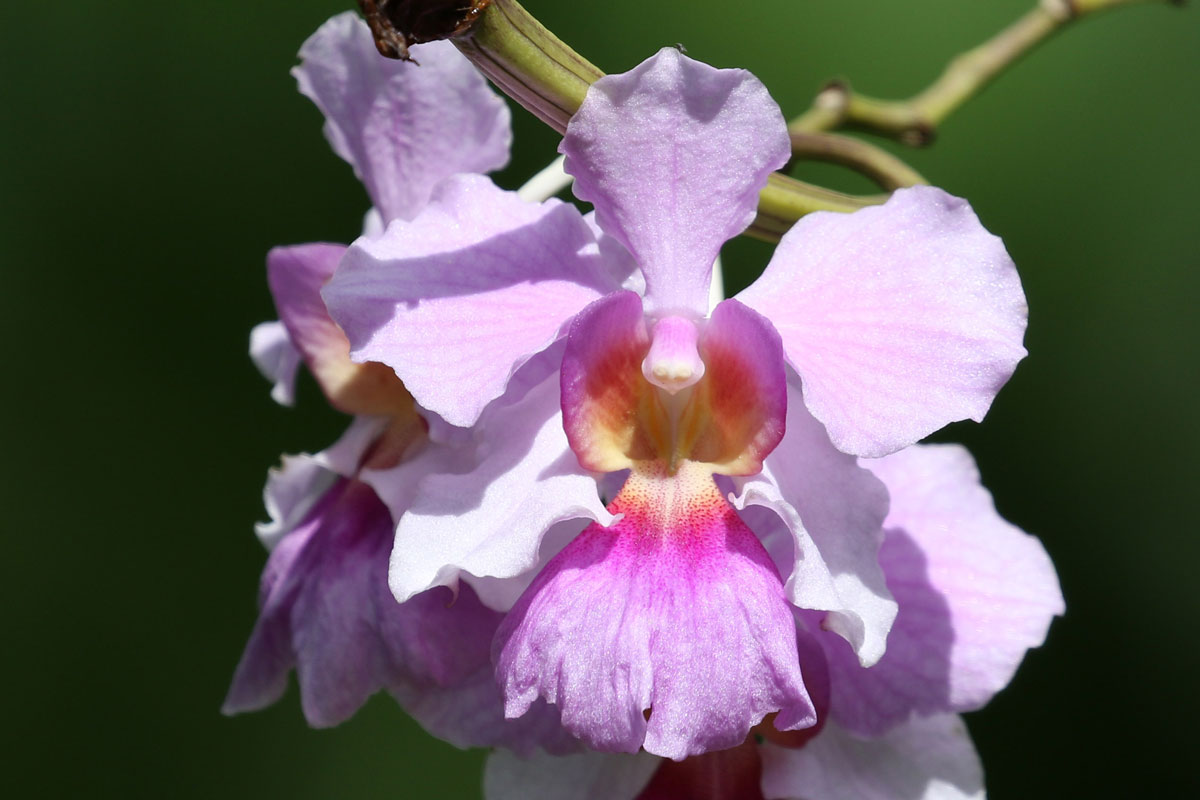 FSM_Chuuk-Spathoglossis-Orchid-©-Ron-Leidich.jpg