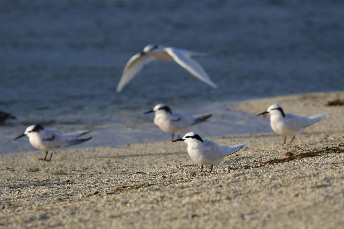 FSM_Chuuk-Terns-Sand-Bar-©-Ron-Leidich.jpg