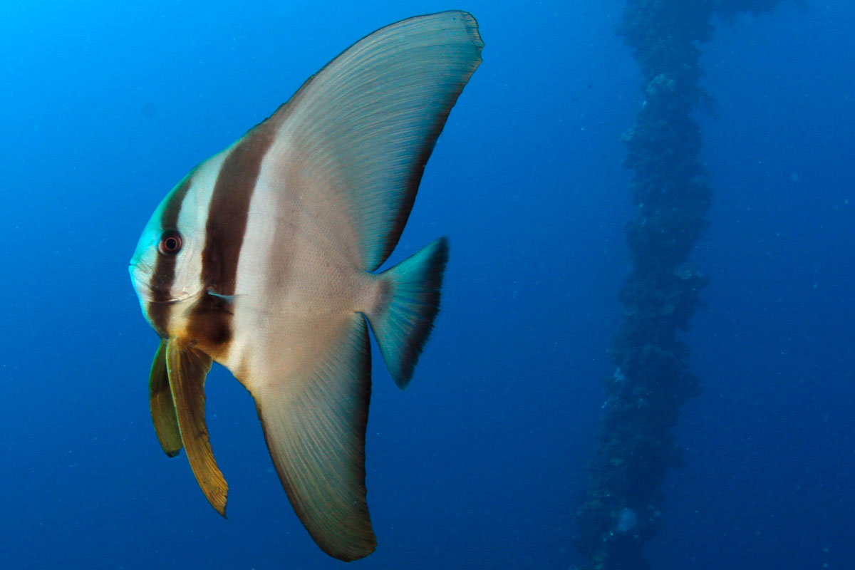 FSM_Chuuk-UW-Hoki-Spadefish-©-Ron-Leidich.jpg