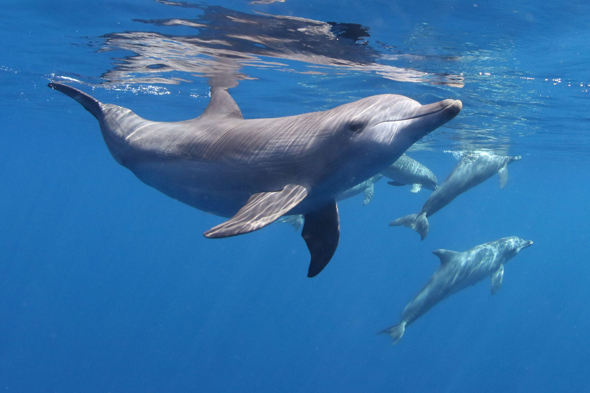 FSM_Chuuk-UW-Indo-Pacific-Bottlenose-Dolphin-T.aduncus-©-Ron-Leidich-006.jpg