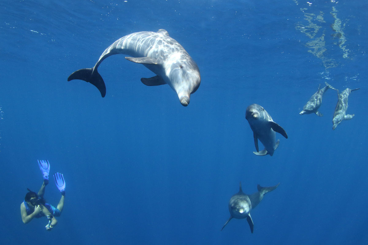 FSM_Chuuk-UW-Indo-Pacific-Bottlenose-Dolphin-T.aduncus-©-Ron-Leidich-007.jpg