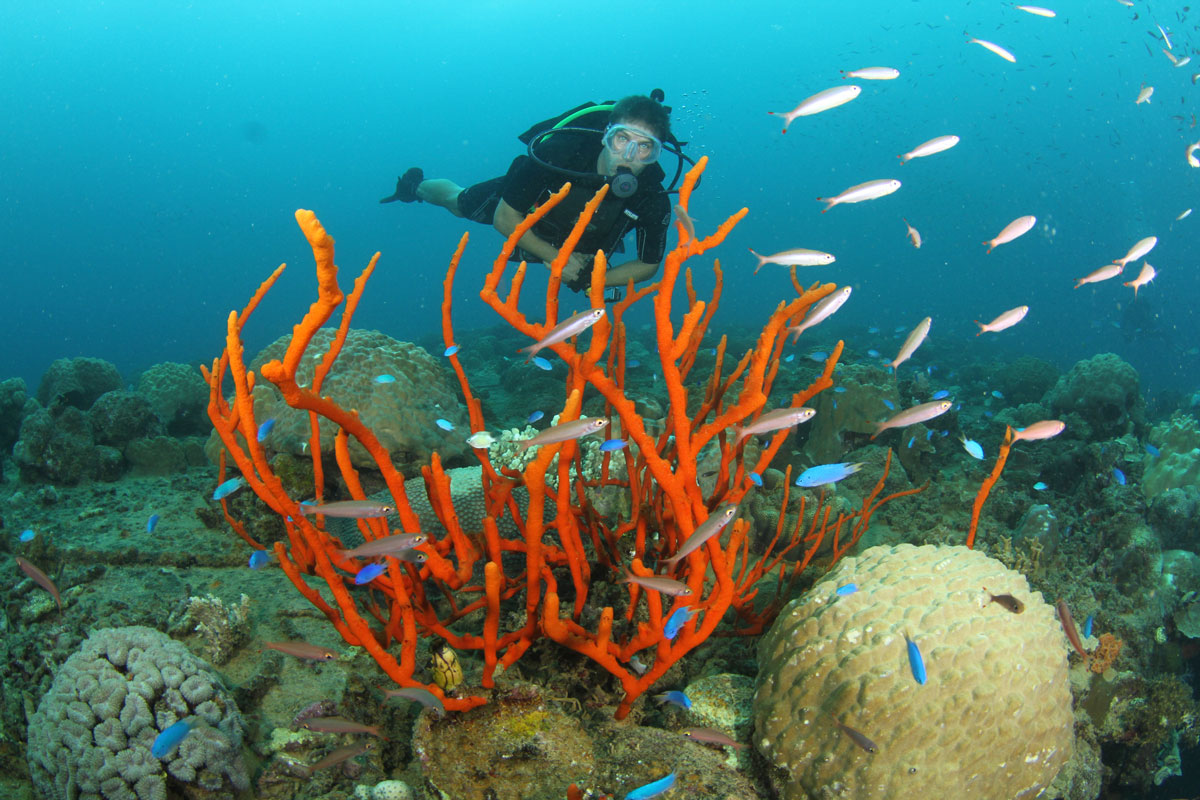 FSM_Chuuk-UW-Reef-w-Diver-©-Ron-Leidich-3404.jpg