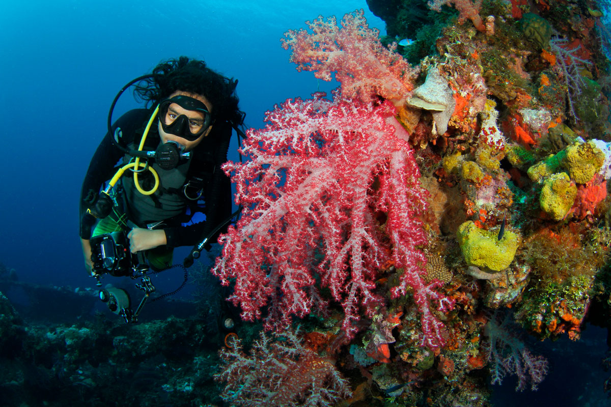 FSM_Chuuk-UW-Sankisan-Soft-Coral-w-Calvin-©-Ron-Leidich.jpg