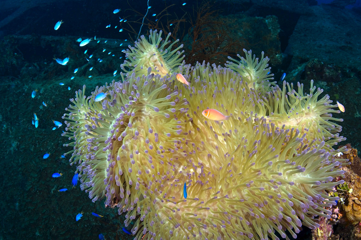 FSM_Chuuk-UW-Shinkoku-Anemone-©-WWDAS.jpg