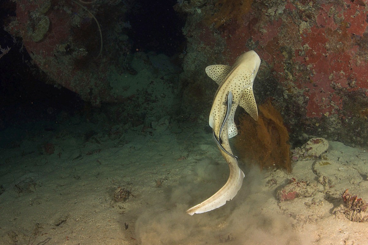 FSM_Chuuk-UW-Shinkoku-Leopardshark_prop-©-WWDAS.jpg