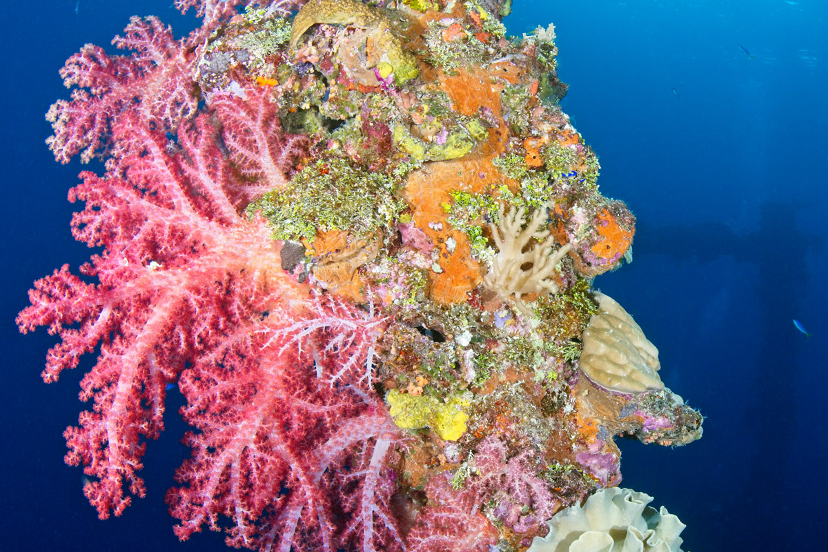 FSM_Chuuk-UW-softcoral_mast_sankisan-©-WWDAS.jpg