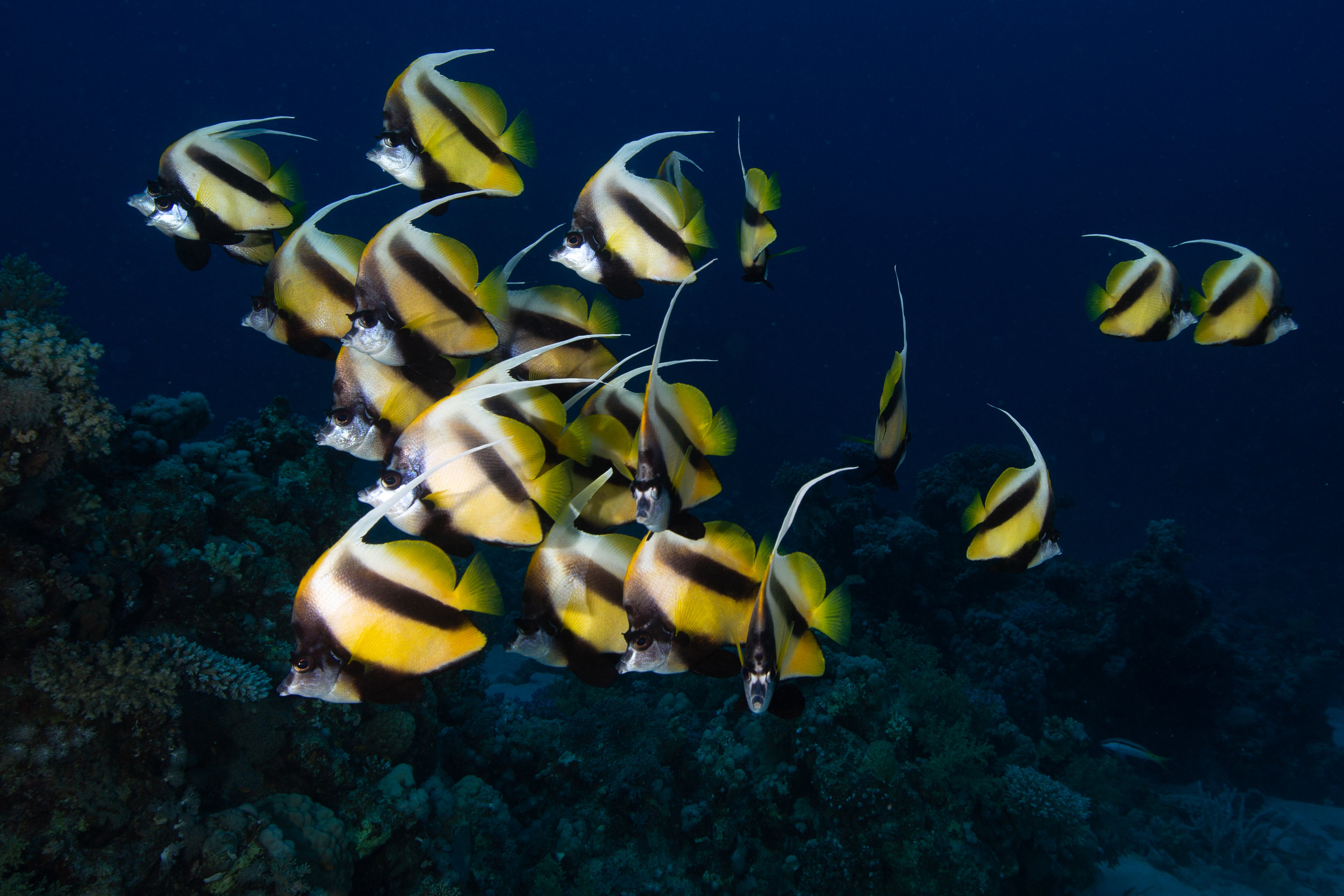 Red Sea Bannerfish, Sharm El Sheikh - Egypt - Wild Earth Expeditions