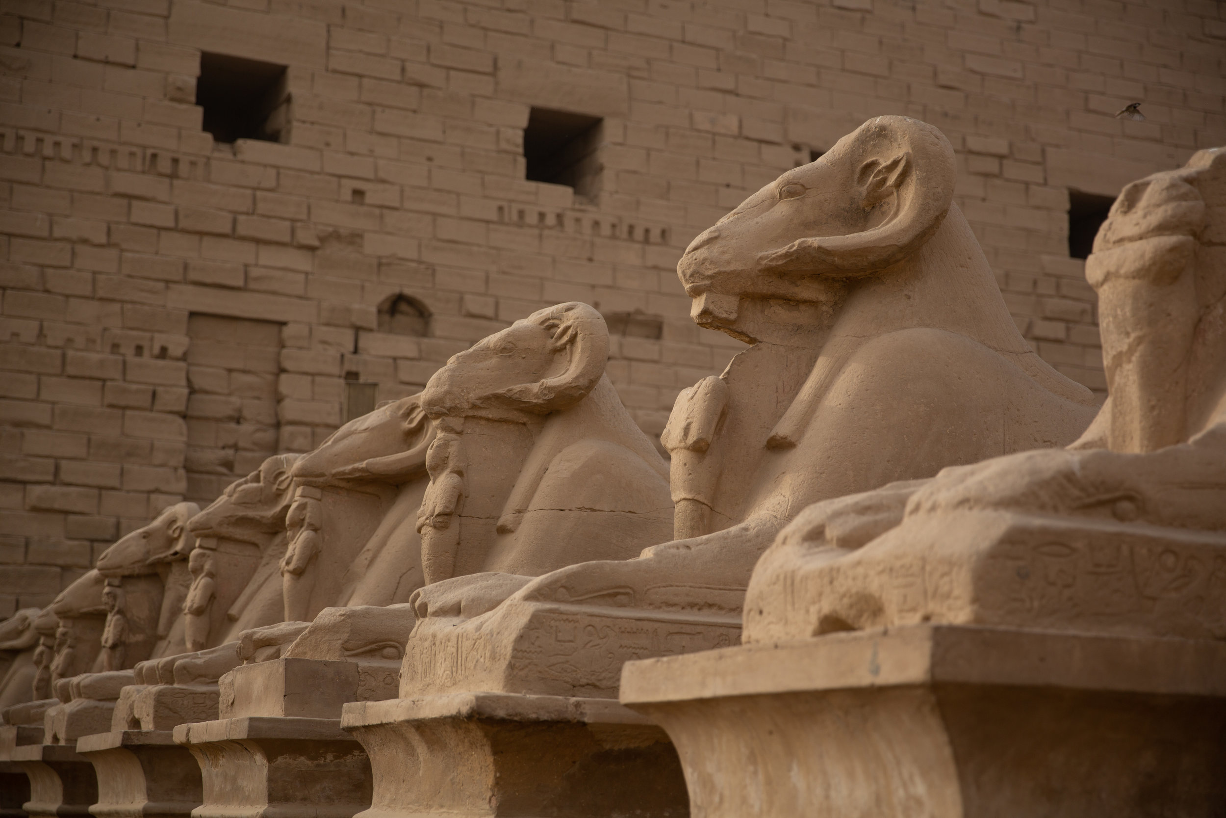 Avenue of Sphinx, Karnak Temple, Luxor - Egypt - Wild Earth Expeditions