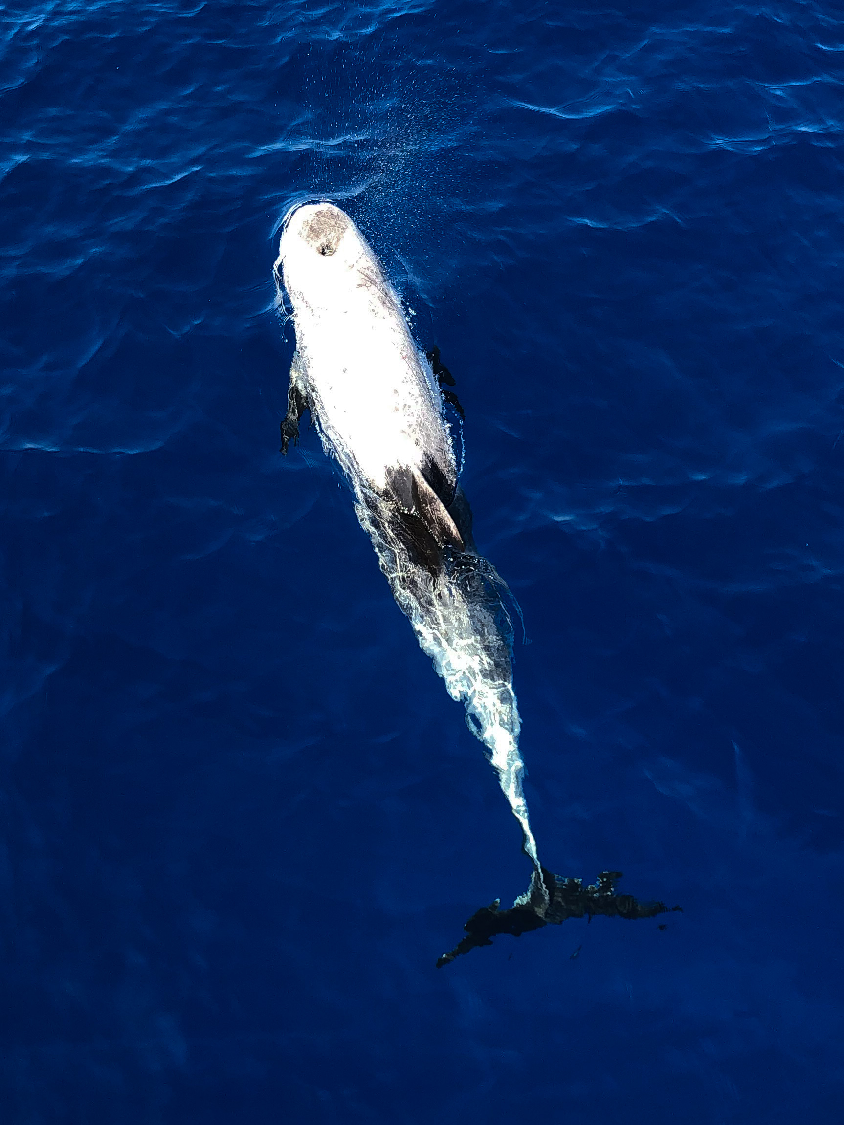 Risso Dolphin, Sharm El Sheikh, Red Sea - Egypt - Wild Earth Expeditions