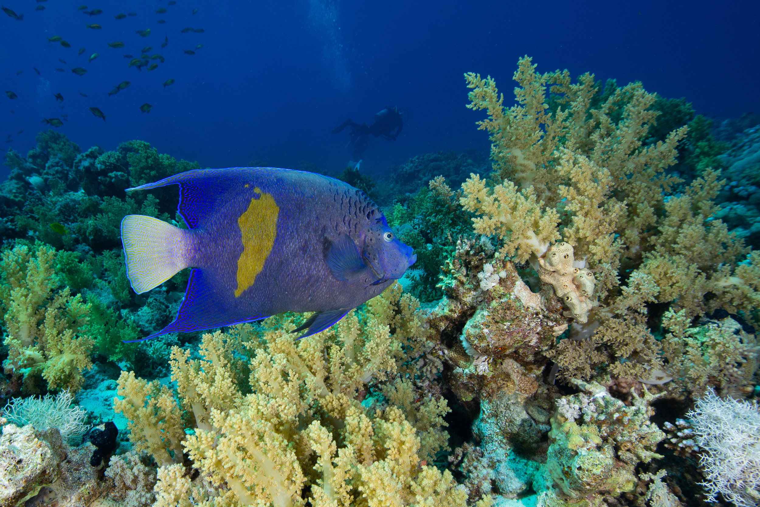 Batfish, Sharm El Sheikh, Red Sea - Egypt - Wild Earth Expeditions