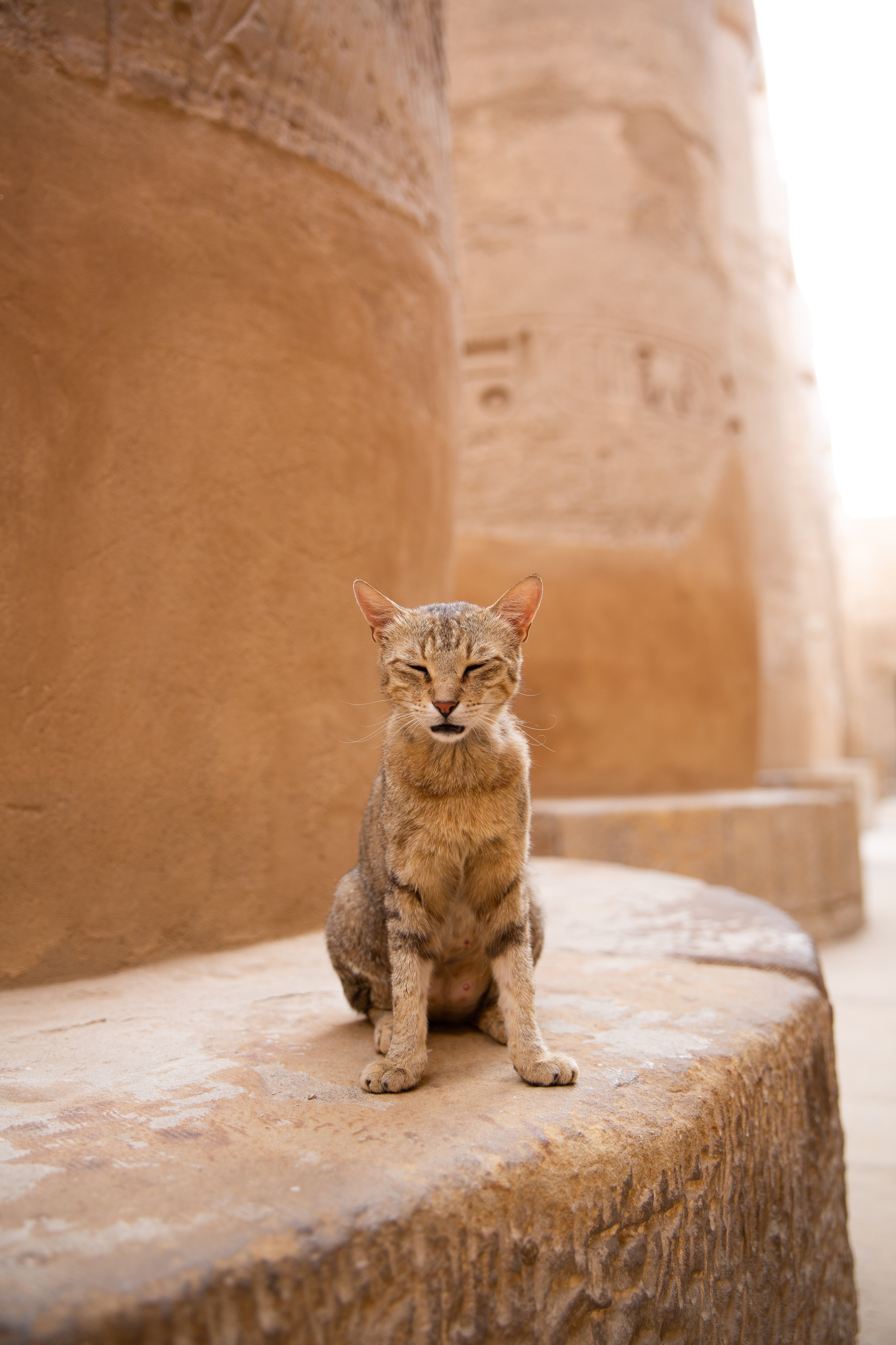 Cat at Karnak Temple, Luxor - Egypt - Wild Earth Expeditions