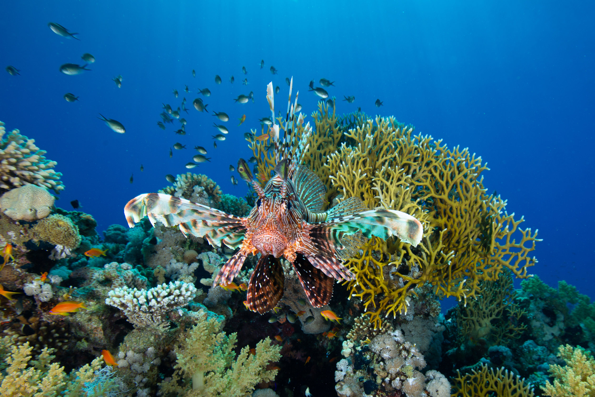 Underwater, Fury Shoal, Red Sea - Egypt - Wild Earth Expeditions