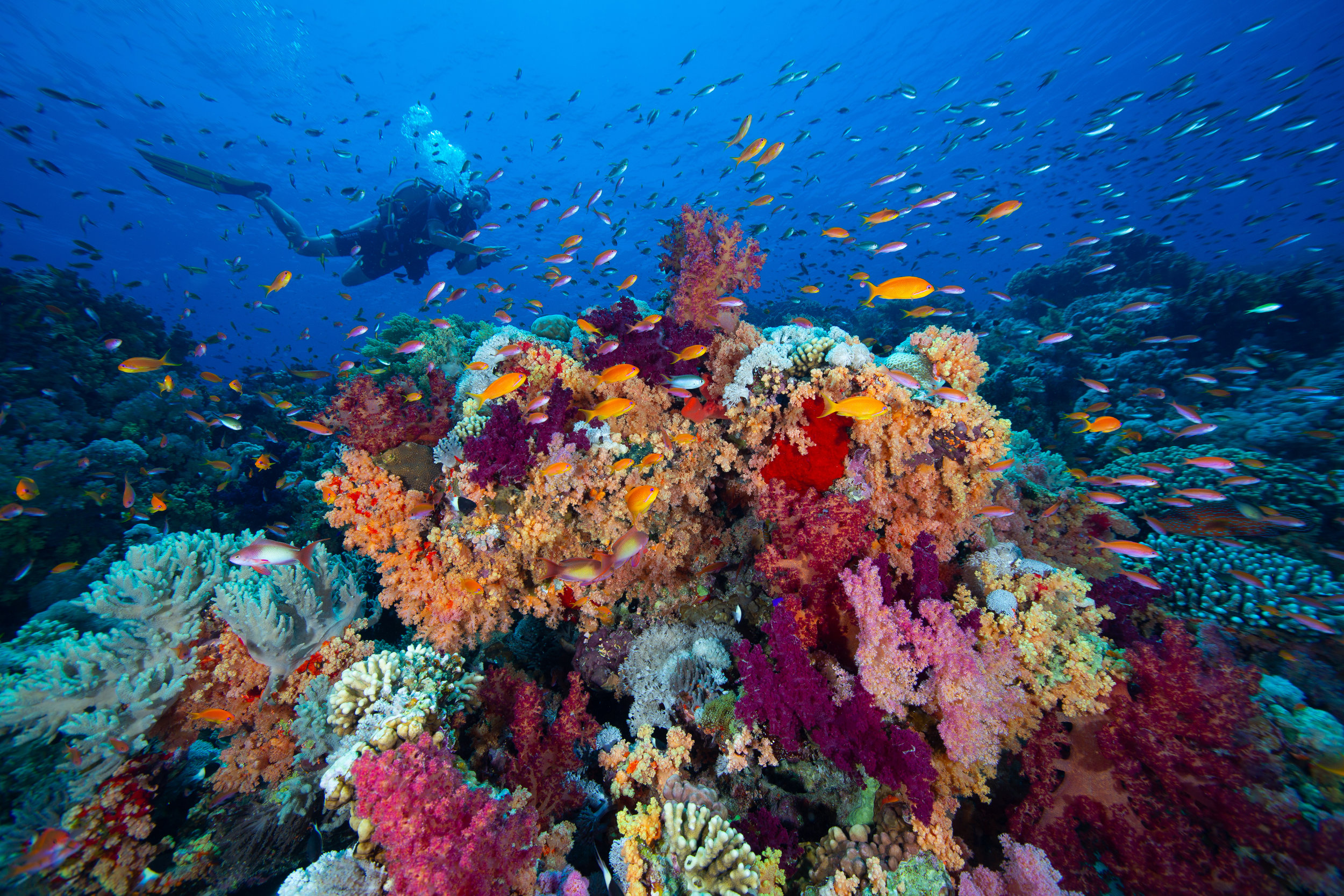 Underwater in the Red Sea, Sharm El Sheikh - Egypt - Wild Earth Expeditions