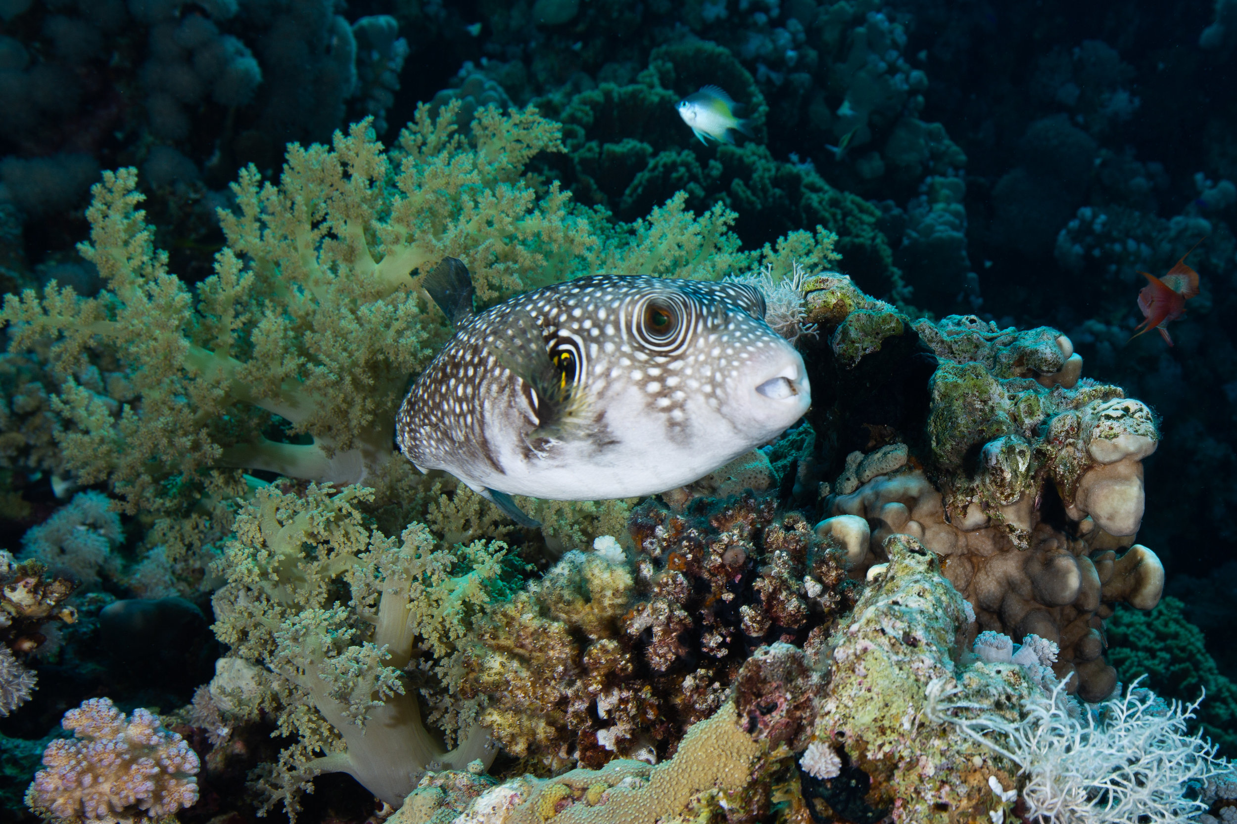 Pufferfish, Sharm El Sheikh, Red Sea - Egypt - Wild Earth Expeditions