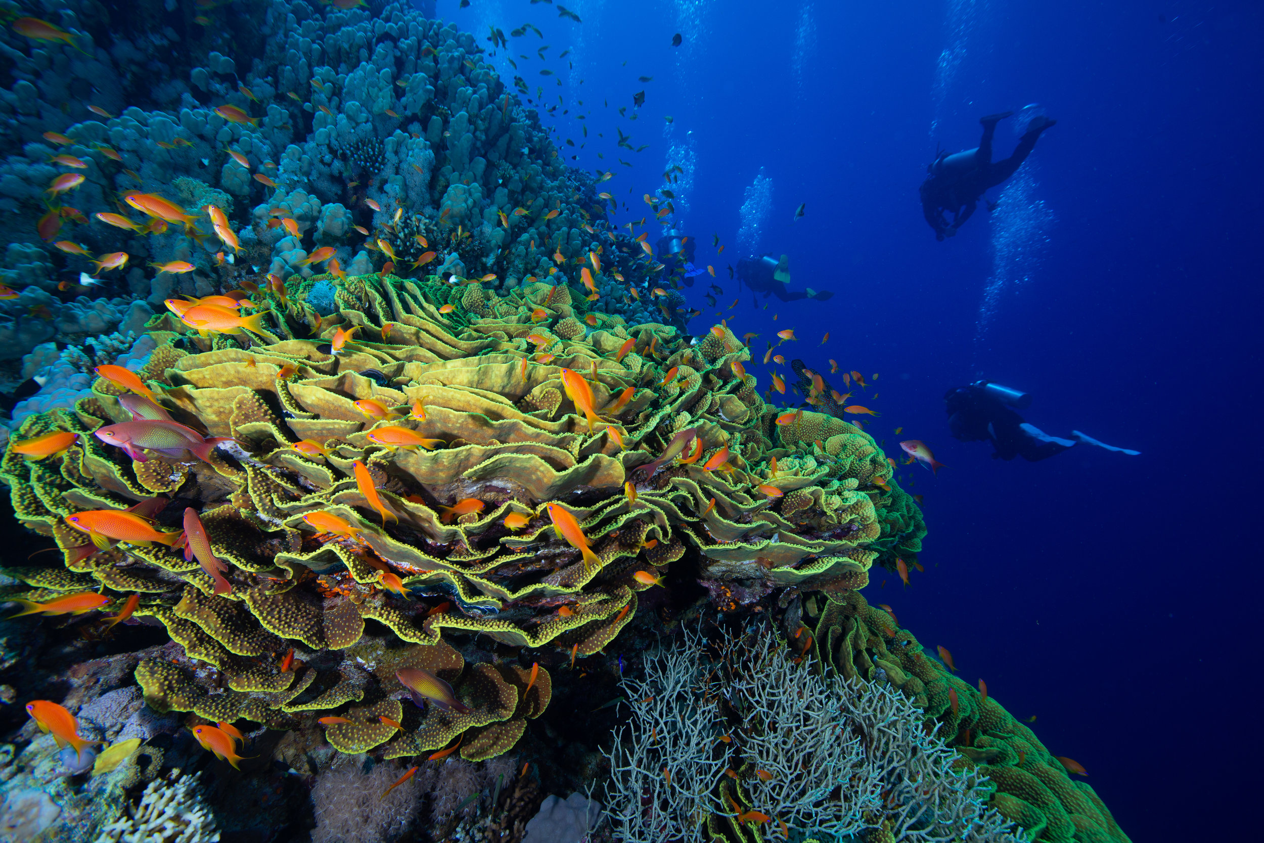 Underwater, Sharm El Sheikh, Red Sea - Egypt - Wild Earth Expeditions