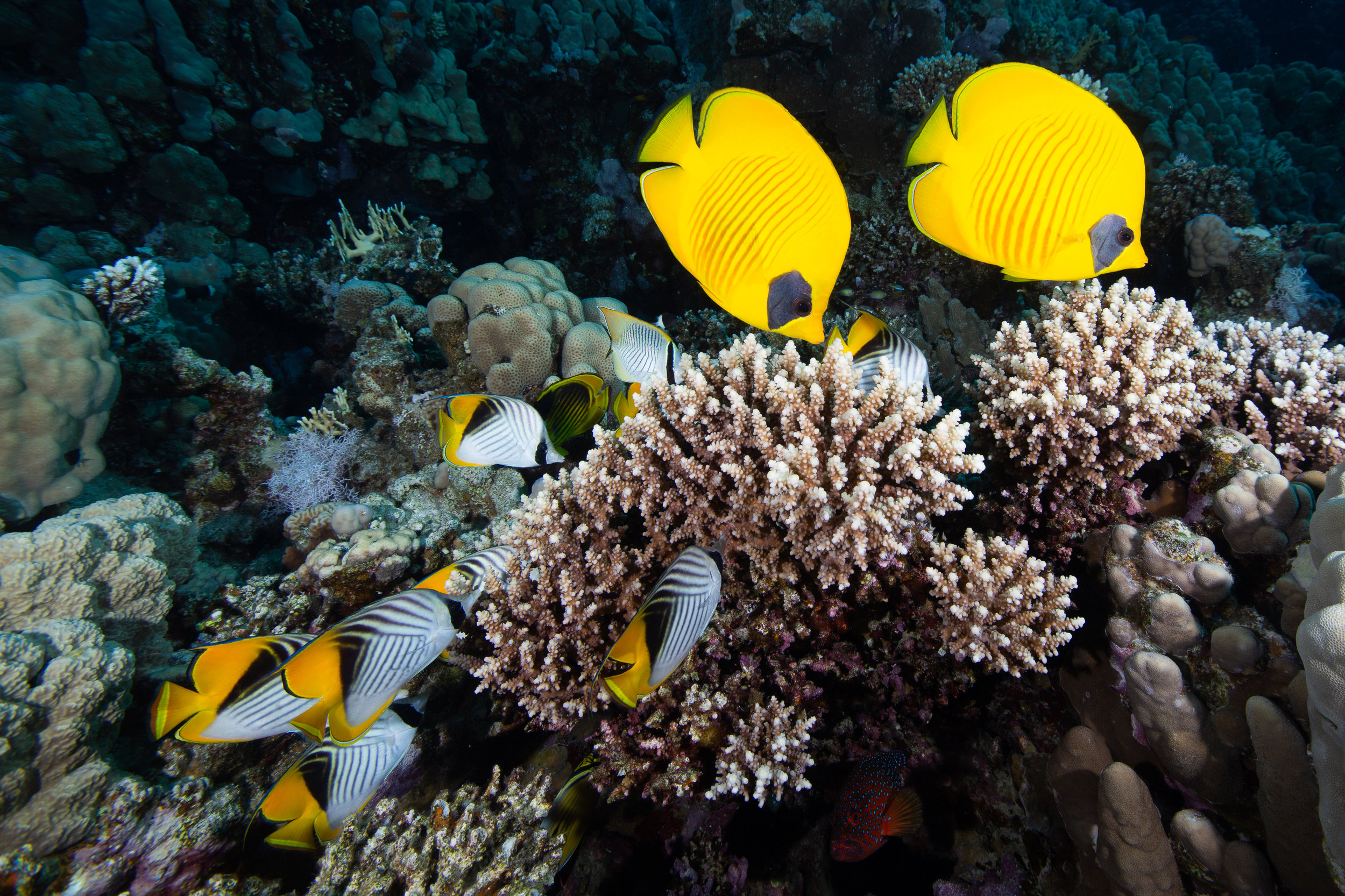 Bluecheek butterflyfish, Sharm El Sheikh, Red Sea - Egypt - Wild Earth Expeditions