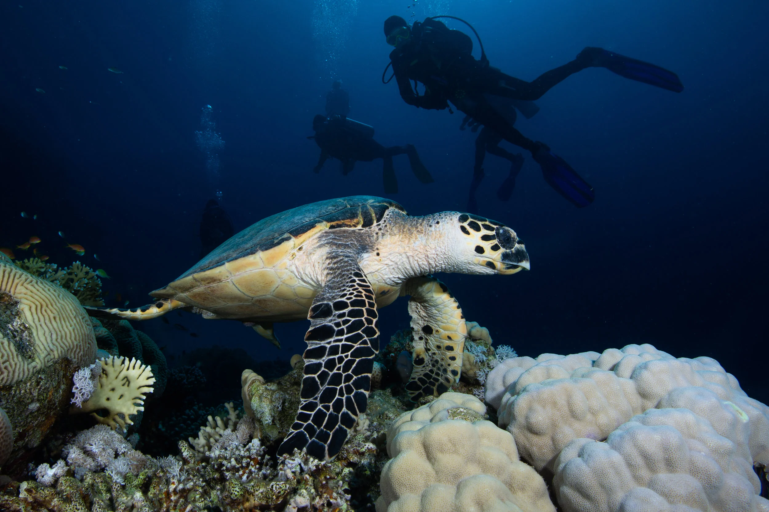 Hawksbill Turtle, Sharm El Sheikh, Red Sea - Egypt - Wild Earth Expeditions