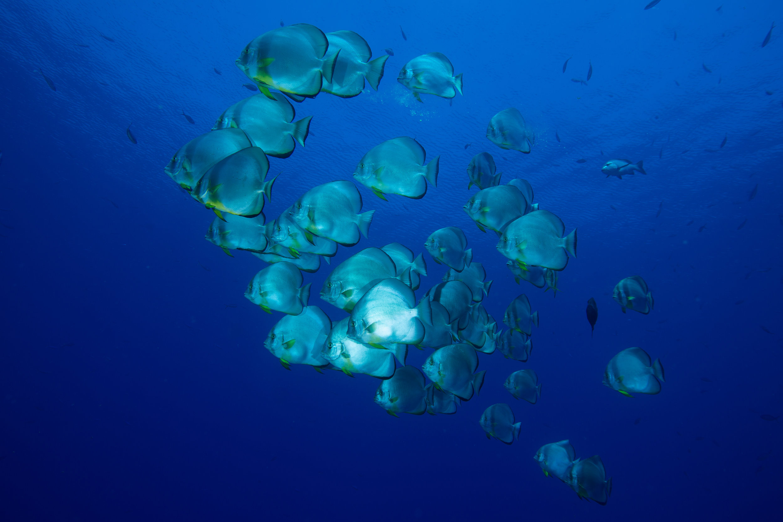 Schooling Batfish, Sharm El Sheikh, Red Sea - Egypt - Wild Earth Expeditions