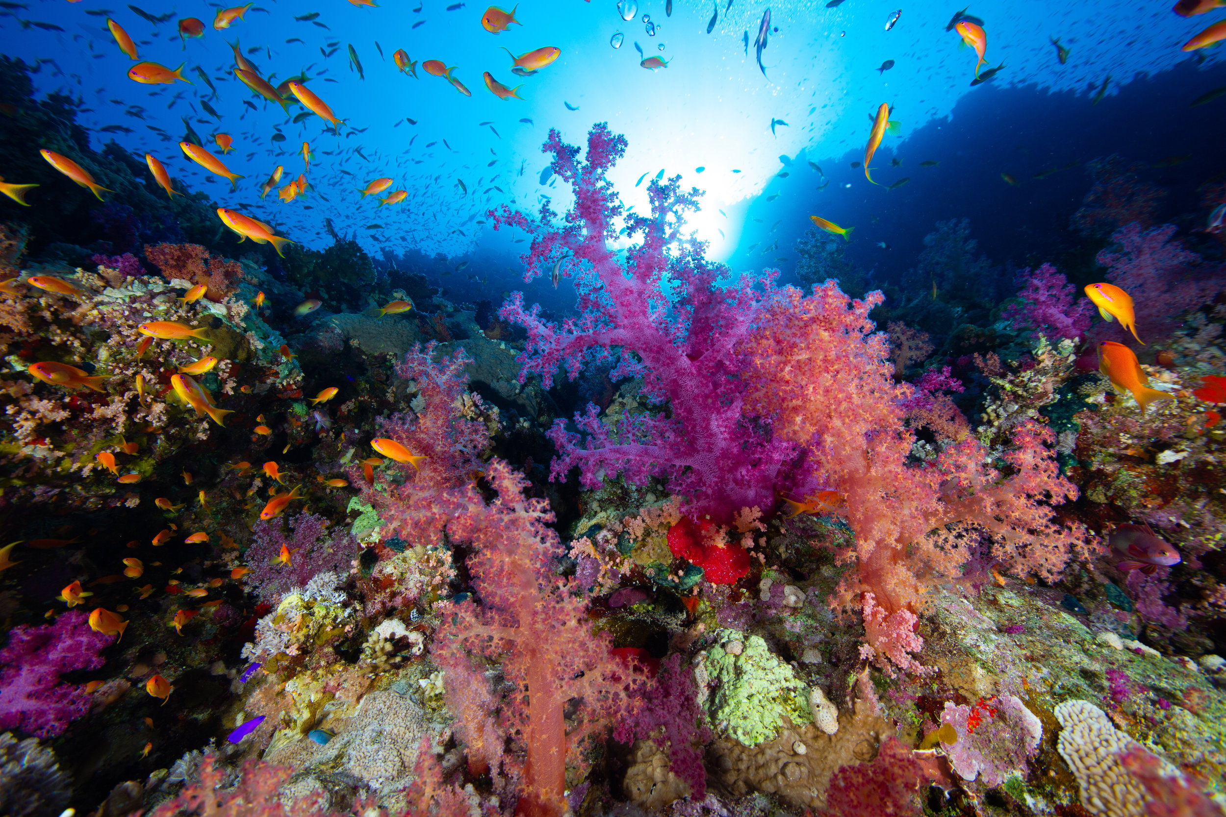 Underwater, Sharm El Sheikh. Red Sea - Egypt - Wild Earth Expeditions