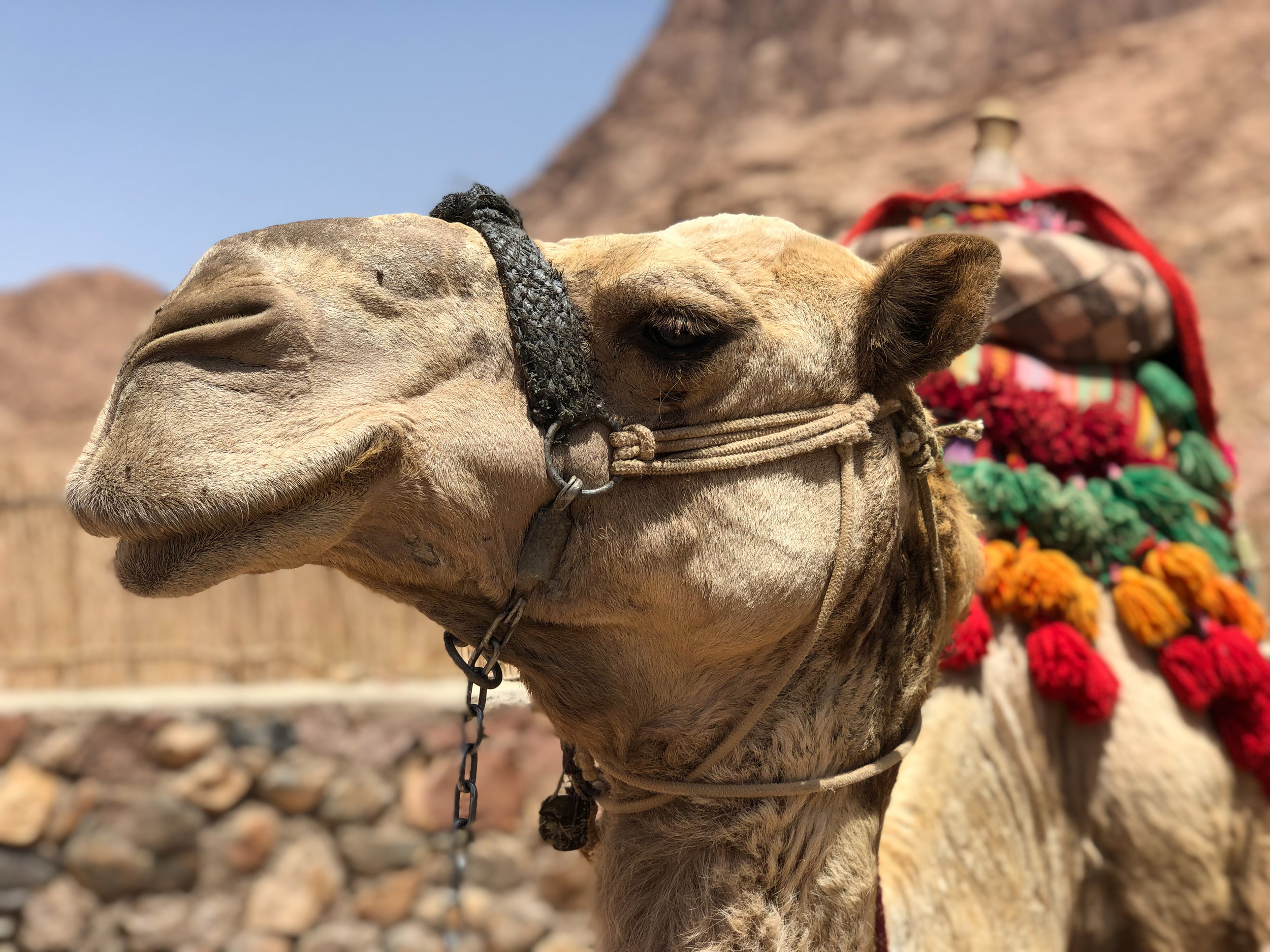 Camel, Sinai - Egypt - Wild Earth Expeditions