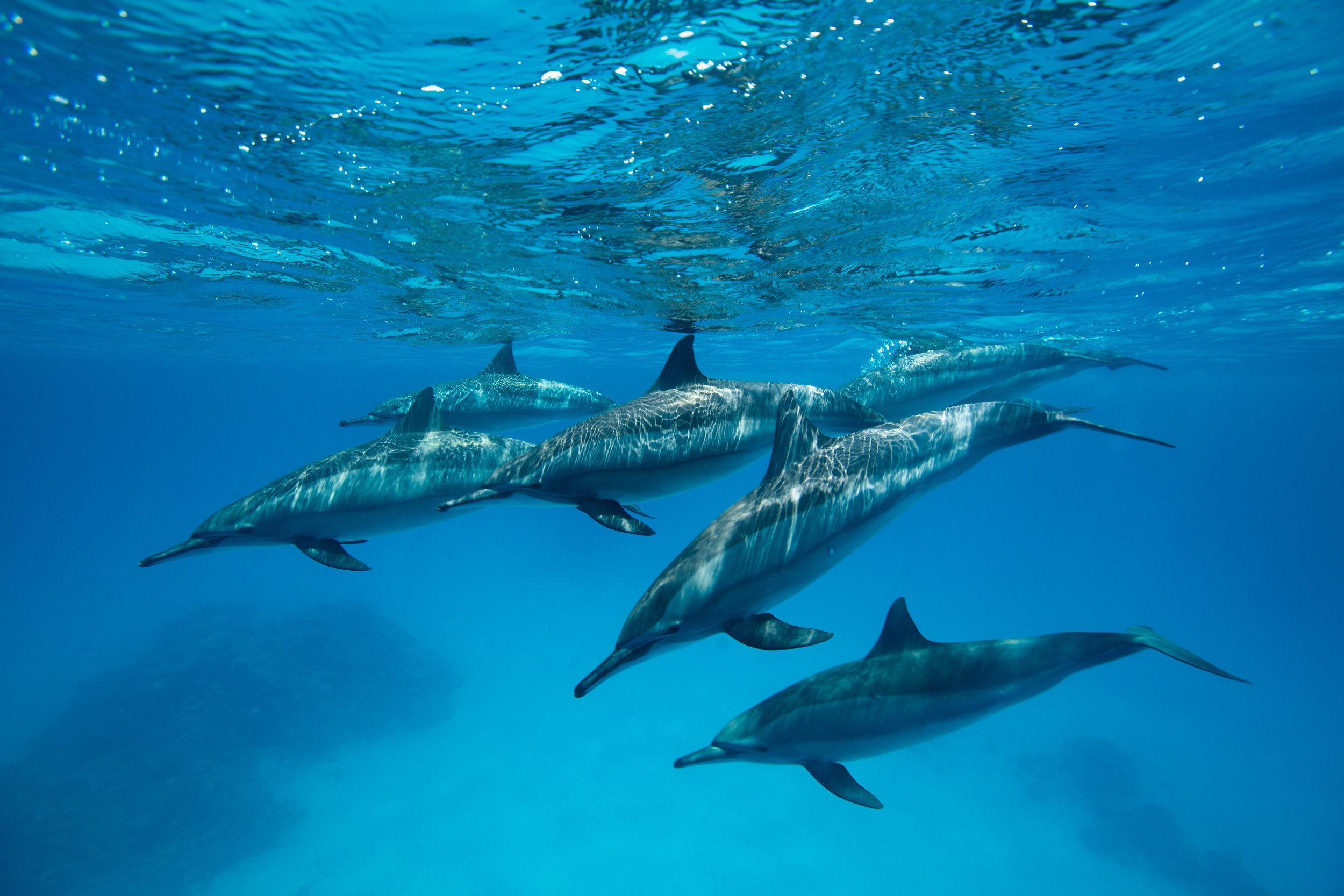 Spinner Dolphins, Sitaya Reef, Red Sea - Egypt - Wild Earth Expeditions