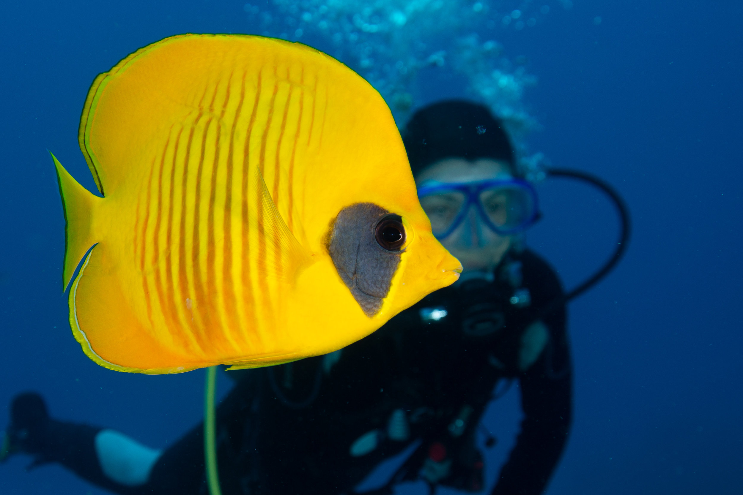 Bluecheeked Butterflyfish, Fury Shoal, Red Sea - Egypt - Wild Earth Expeditions