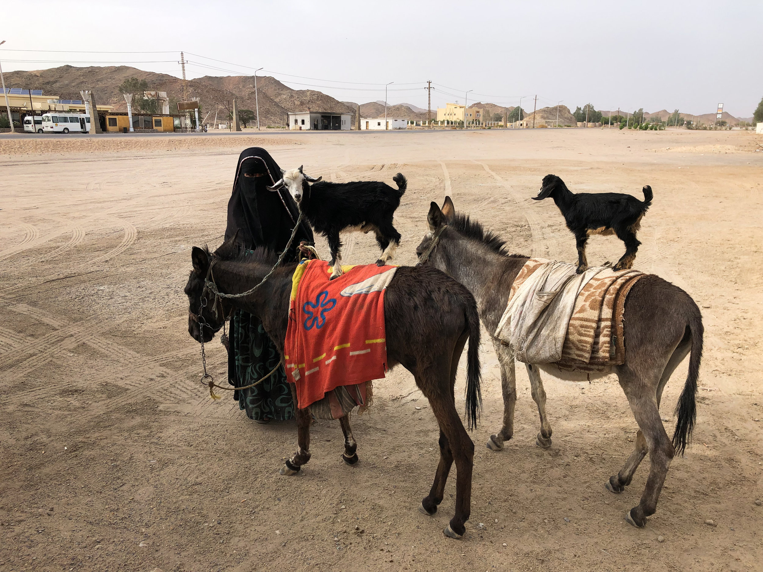 Goats hitching a ride at a rest stop on route to Port Ghalib - Egypt - Wild Earth Expeditions