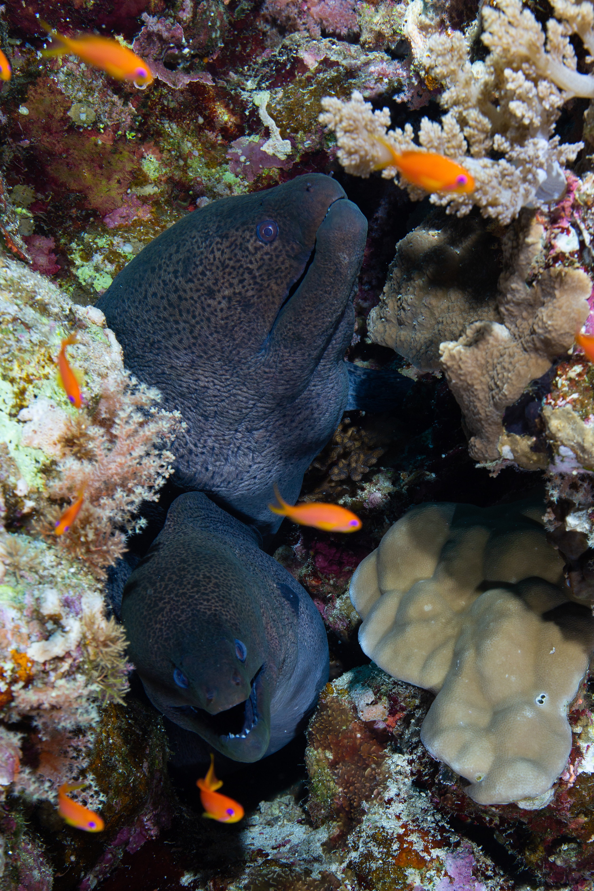 Giant Morays, Fury Shoal, Red Sea - Egypt - Wild Earth Expeditions