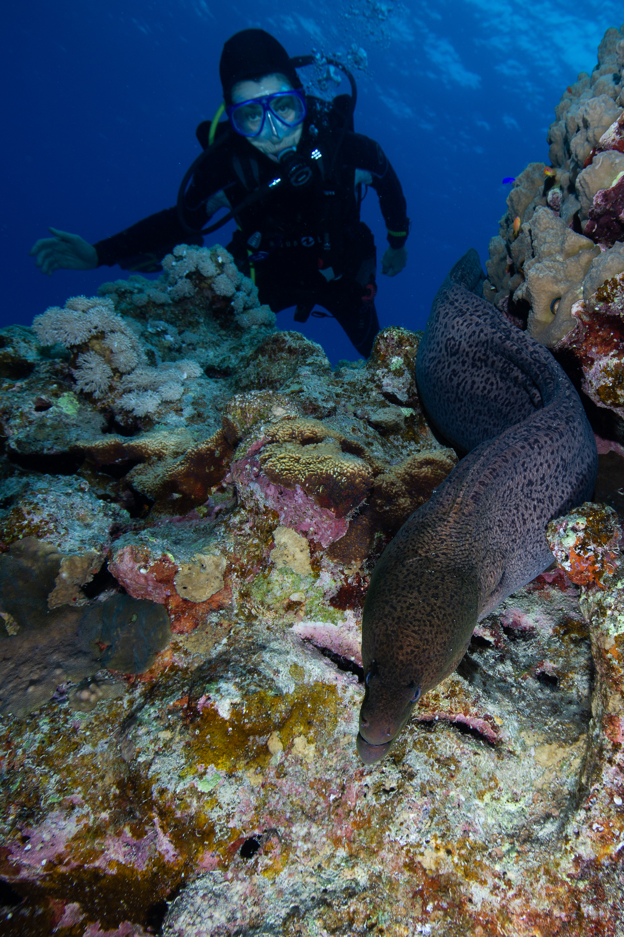 Giant Moray, Fury Shoal, Red Sea - Egypt - Wild Earth Expeditions