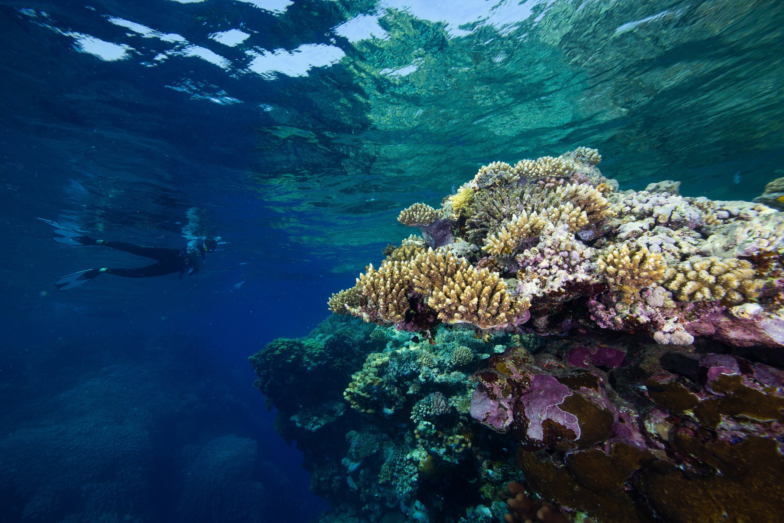 Snorkelling, Fury Shoal, Red Sea - Egypt - Wild Earth Expeditions