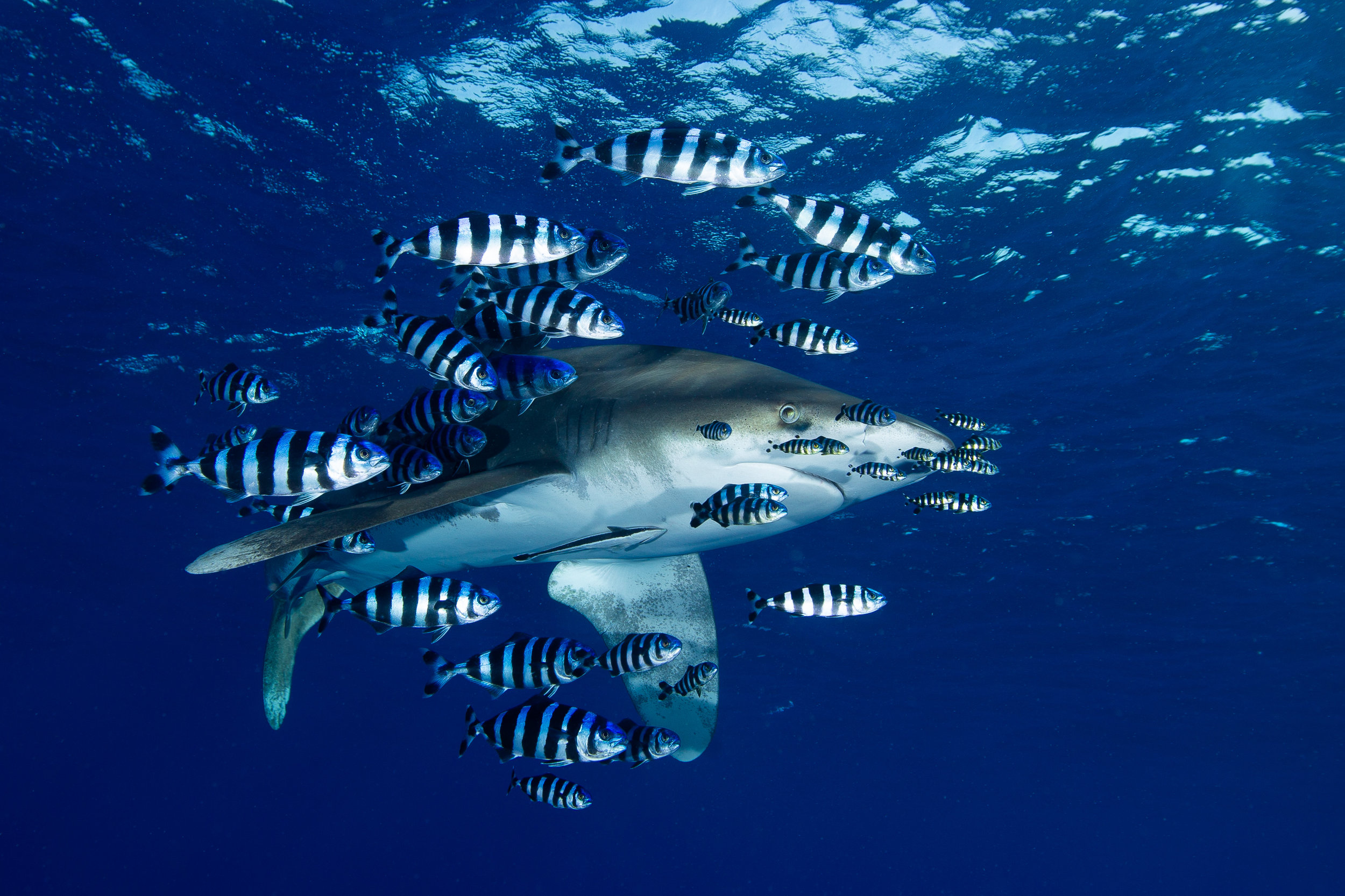 Oceanic White Tip, Elphinstone Reef, Red Sea - Egypt - Wild Earth Expeditions