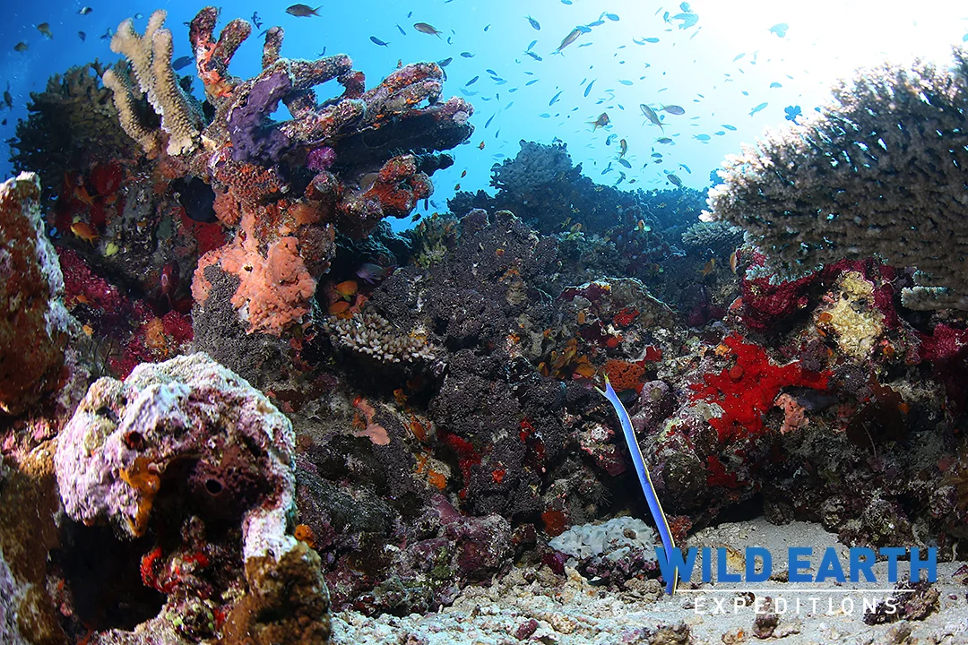 Jerrys Jelly, Taveuni Island - Fiji - Wild Earth Expeditions