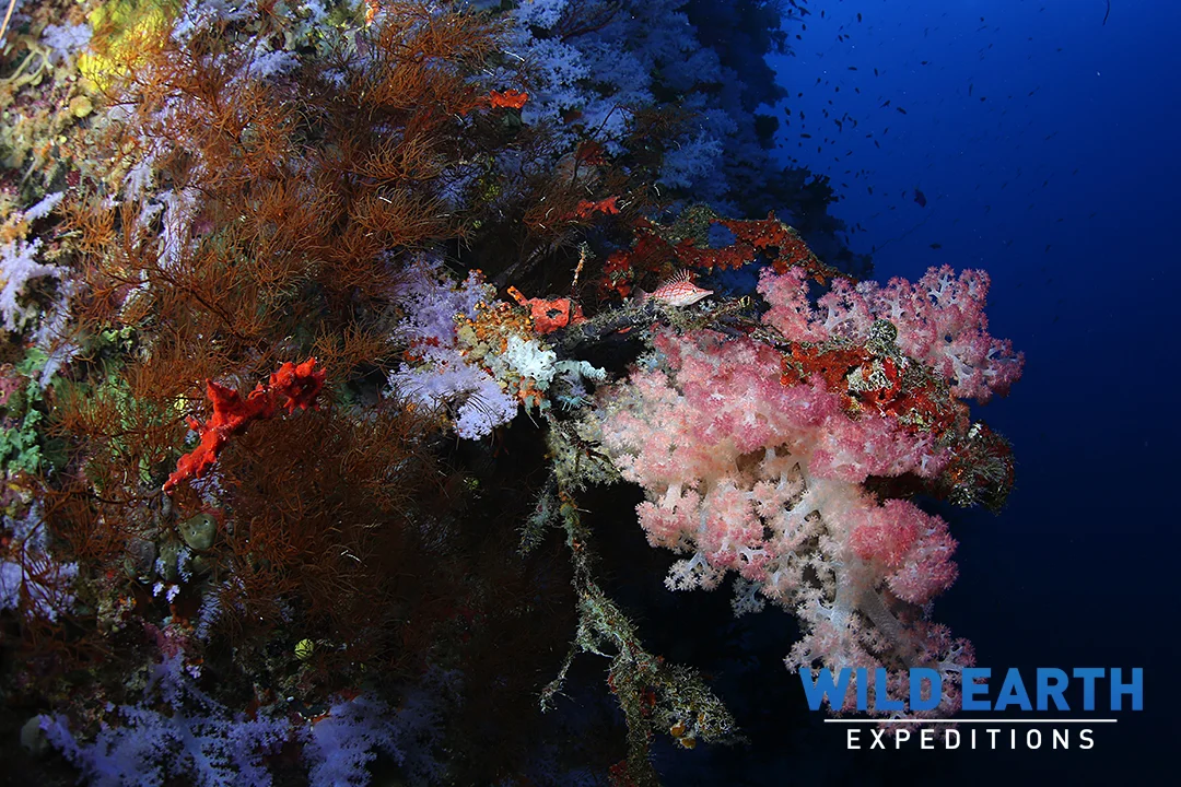 The Great Wall, Taveuni Island - Fiji - Wild Earth Expeditions