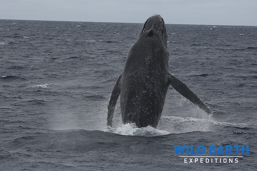 Humpback whale, Tonga - Wild Earth Expeditions
