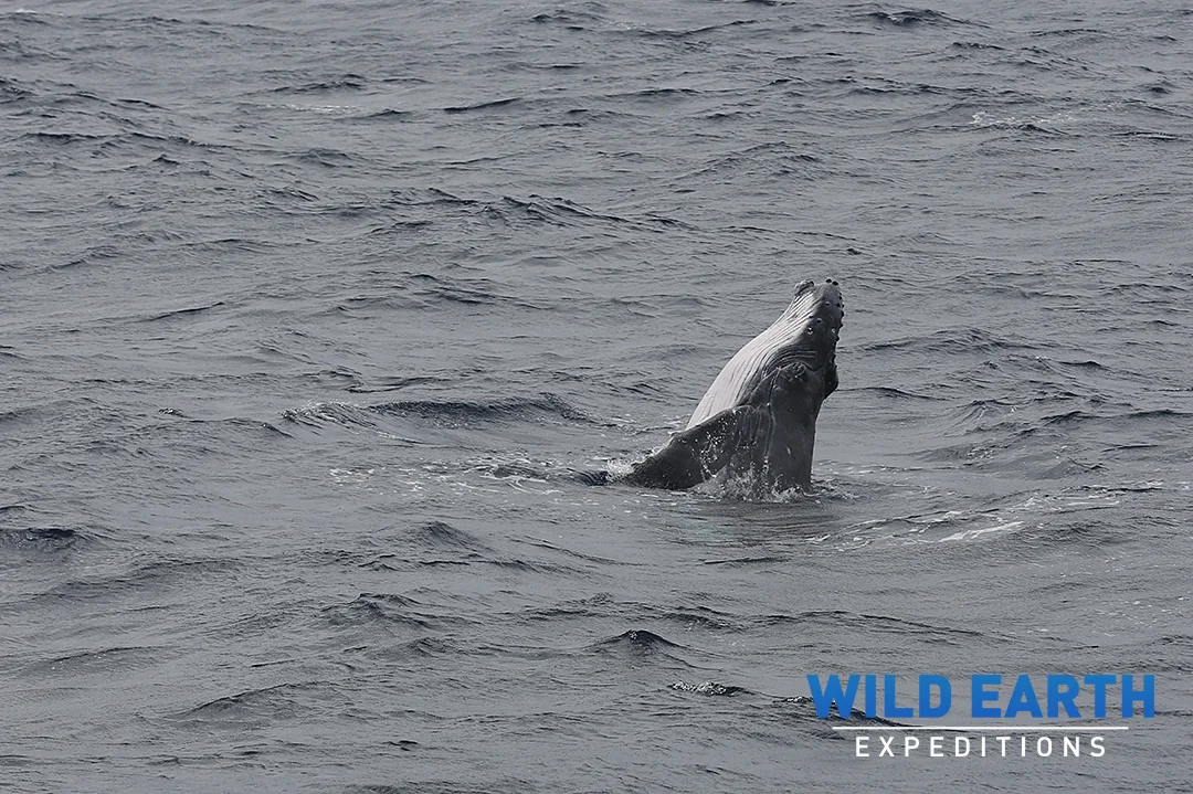Humpback whales, Haapai Islands - Tonga - Wild Earth Expeditions