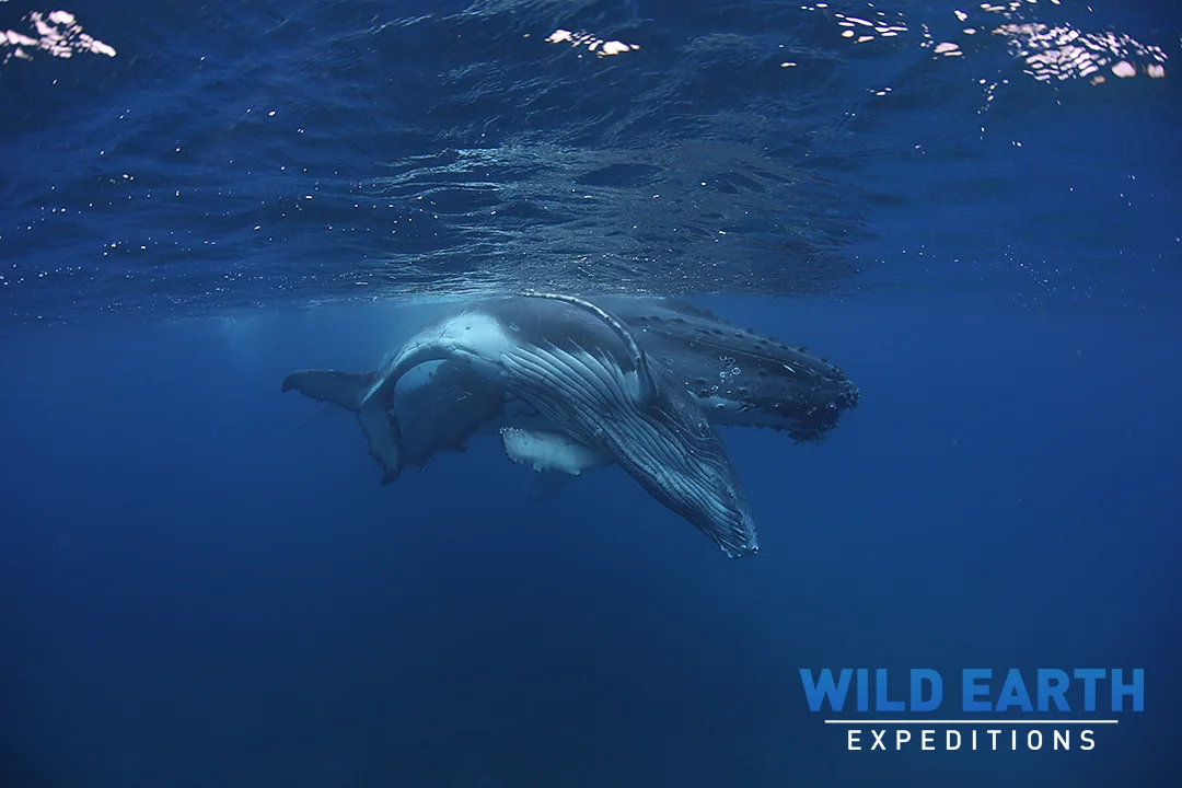 Humpback whales, Tonga - Wild Earth Expeditions