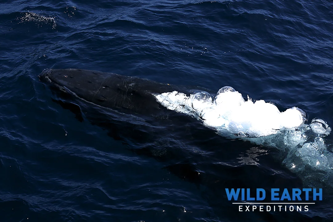 Humpback whales, Haapai Islands - Tonga - Wild Earth Expeditions
