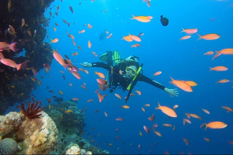 Anne Marie diving through a confetti like cloud of Anthias on the Great Barrier Reef.