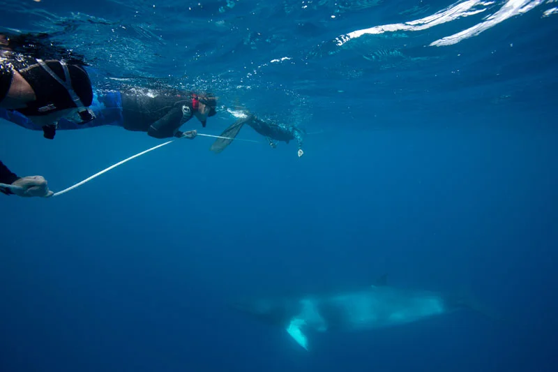 Jim watches on as Minke whales pass by him and the others hanging onto the Minke line out on the Great Barrier Reef.