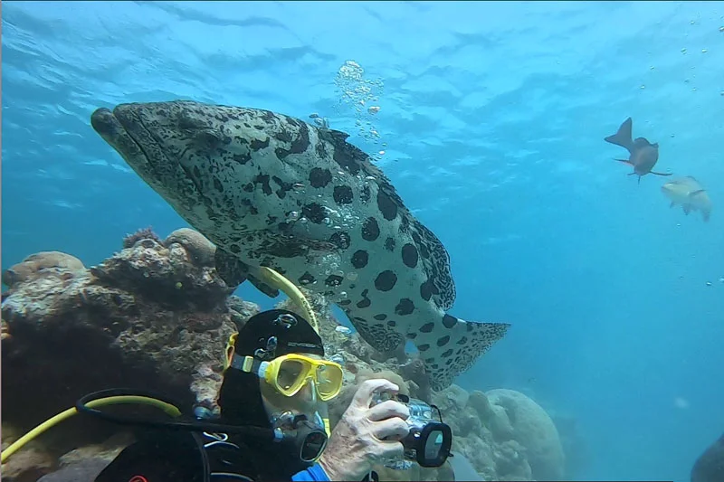 Helen amidst the excitement and feeding frenzy of gigantic Potato cods at The Cod Hole on the Great Barrier Reef.