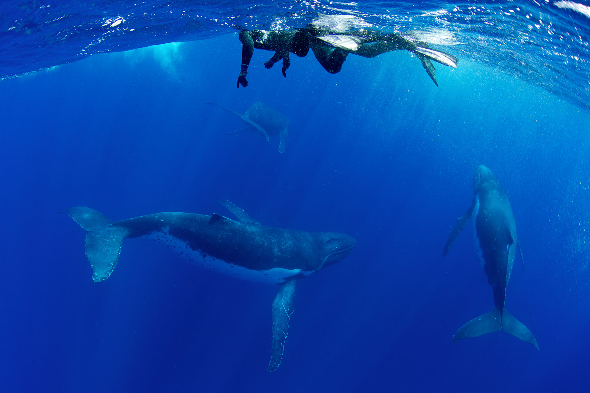 TON_Humpback-whales-uw-©14-Thomas-Baechtold-0140.jpg