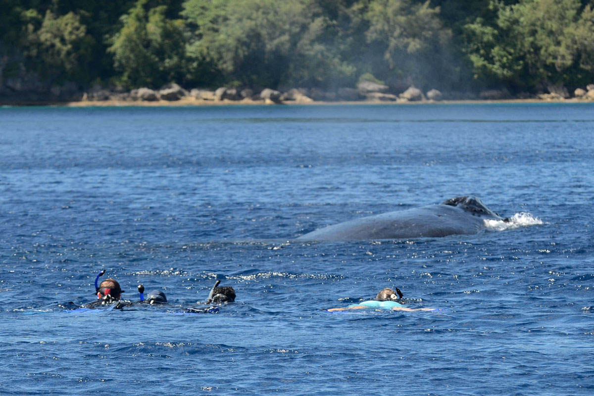 TON_Vava'u-Humpbacks-©11-Thomas-Baechtold-0035-(1).jpg