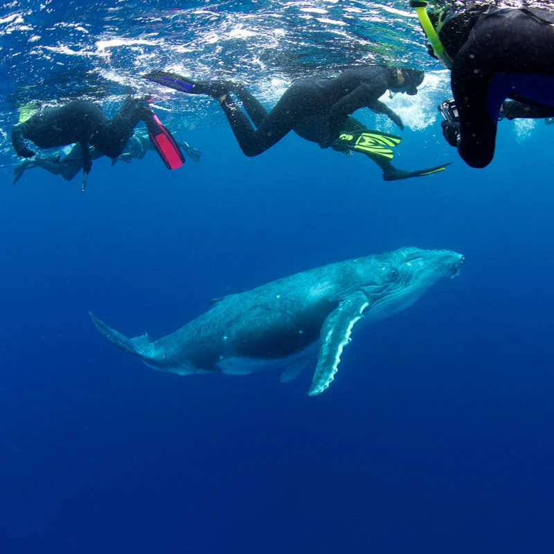 Have you ever dreamt of swimming with Whales? 