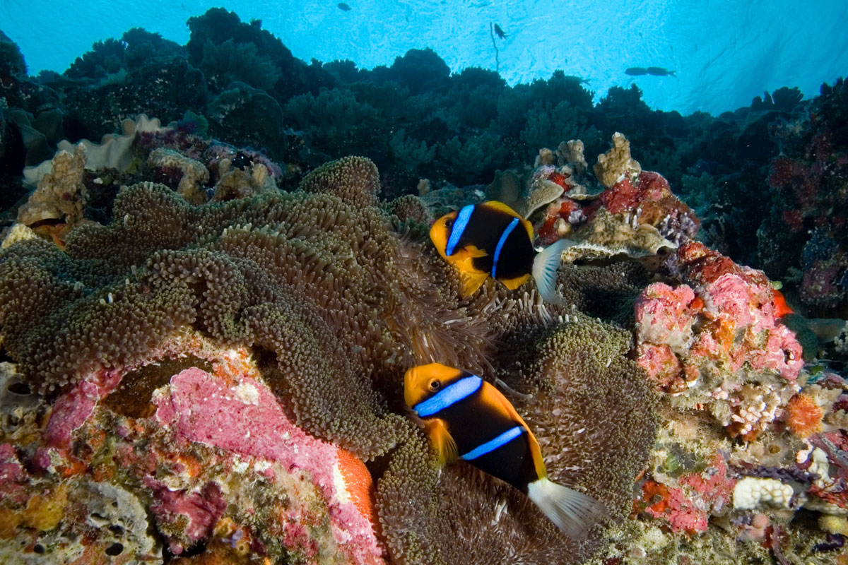 PLW_Palau-UW-©-Thomas-Baechtold-015.jpg